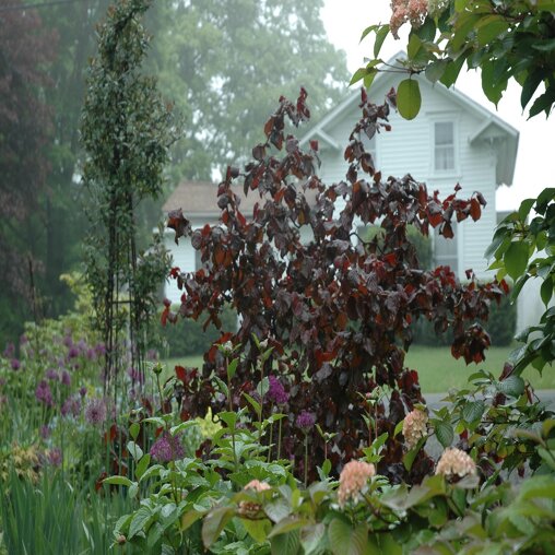 Corylus avellana 'Red Majestic'